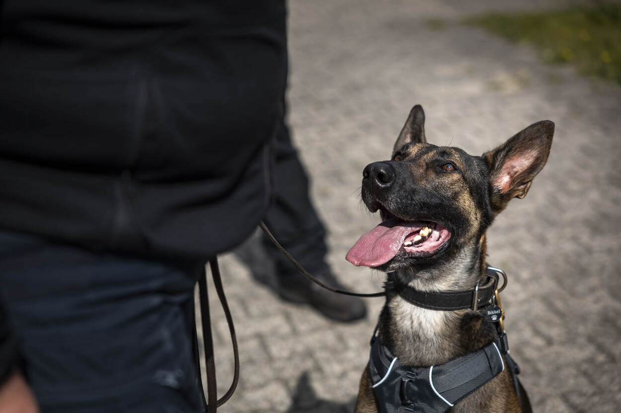 Een hijgende herdershond zit op straat en kijkverwachtingsvol omhoog naar zijn baas.