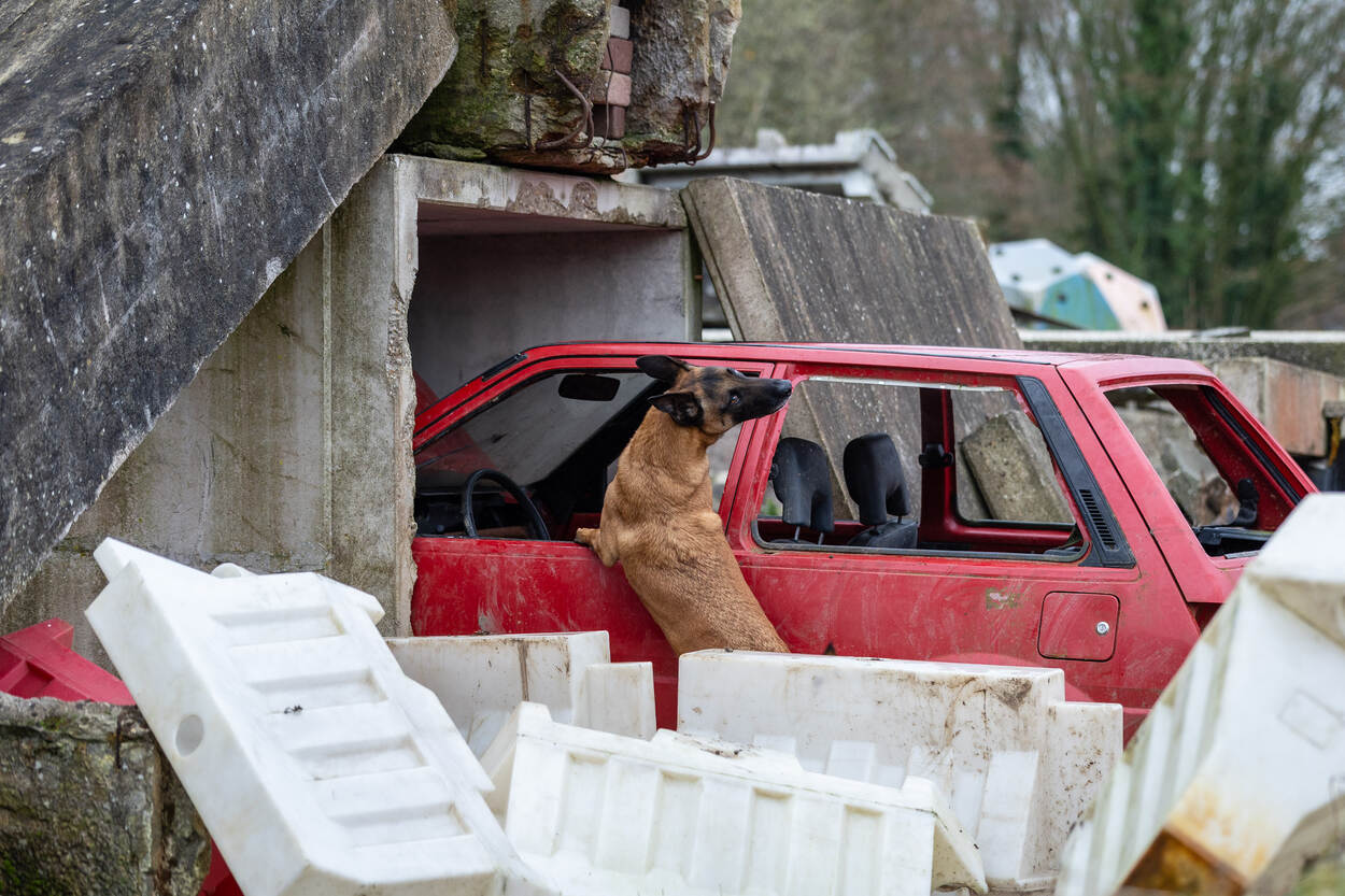 Een hond kijkt omhoog vanuit een autowrak tussen de puinhopen.