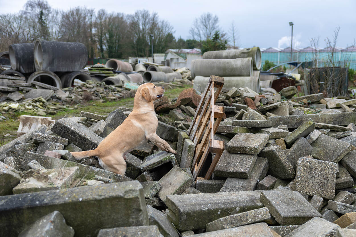 K9-speurhond zoekt op puin.