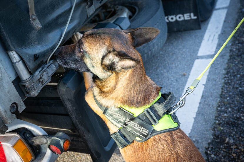 Hondengeleiders van de Koninklijke Marechaussee vinden regelmatig vreemdelingen in vrachtwagens die naar het Verenigd Koninkrijk willen gaan