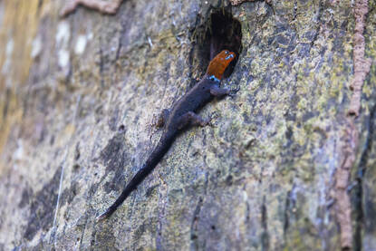 Links sluipt een marinier volledig gecamoufleerd door de jungle. Rechts een hagedis met een rode kop op een boomstam.