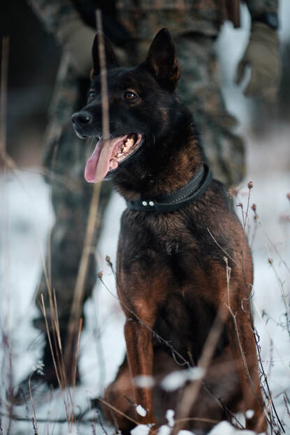 Een hond zittend in een klein laagje sneeuw.